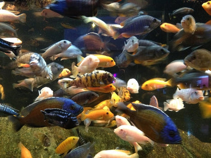 African Cichlids, Mbuna, Peacocks, Haps, Lake Malawi, farm
