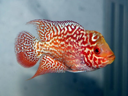 Flowerhorns