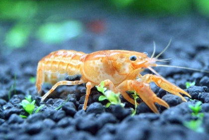Bright orange Mexican Dwarf Crayfish (CPO) on aquarium gravel at Tilapia Store Florida fish farm.