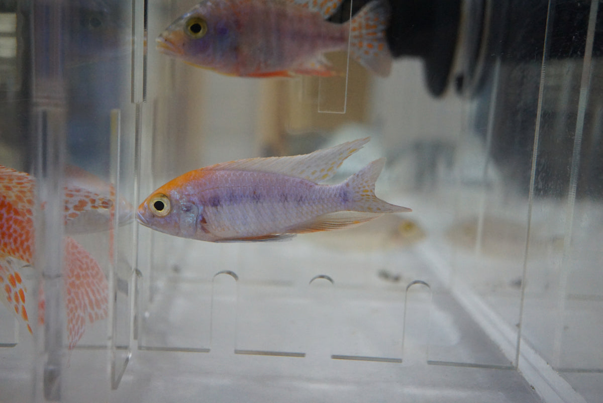 Orange Blaze Peacock Cichlid