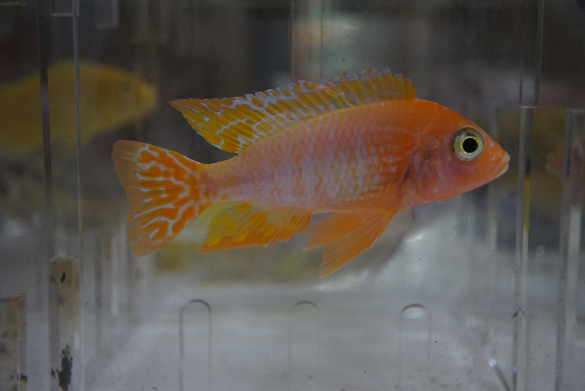 Dragon Blood Peacock