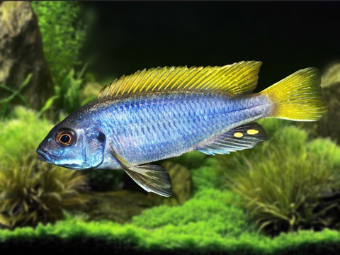 Acei Cichlid (Pseudotropheus sp. Acei) from Lake Malawi – bright blue body with yellow fins, peaceful African mbuna, tank-raised on Florida aquaculture farm TilapiaStore.com