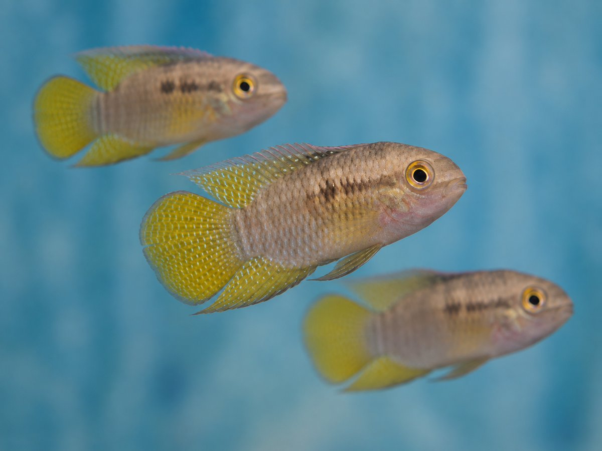 Dwarf Flag Cichlid (Laetacara curviceps) 1.5–2 Inch