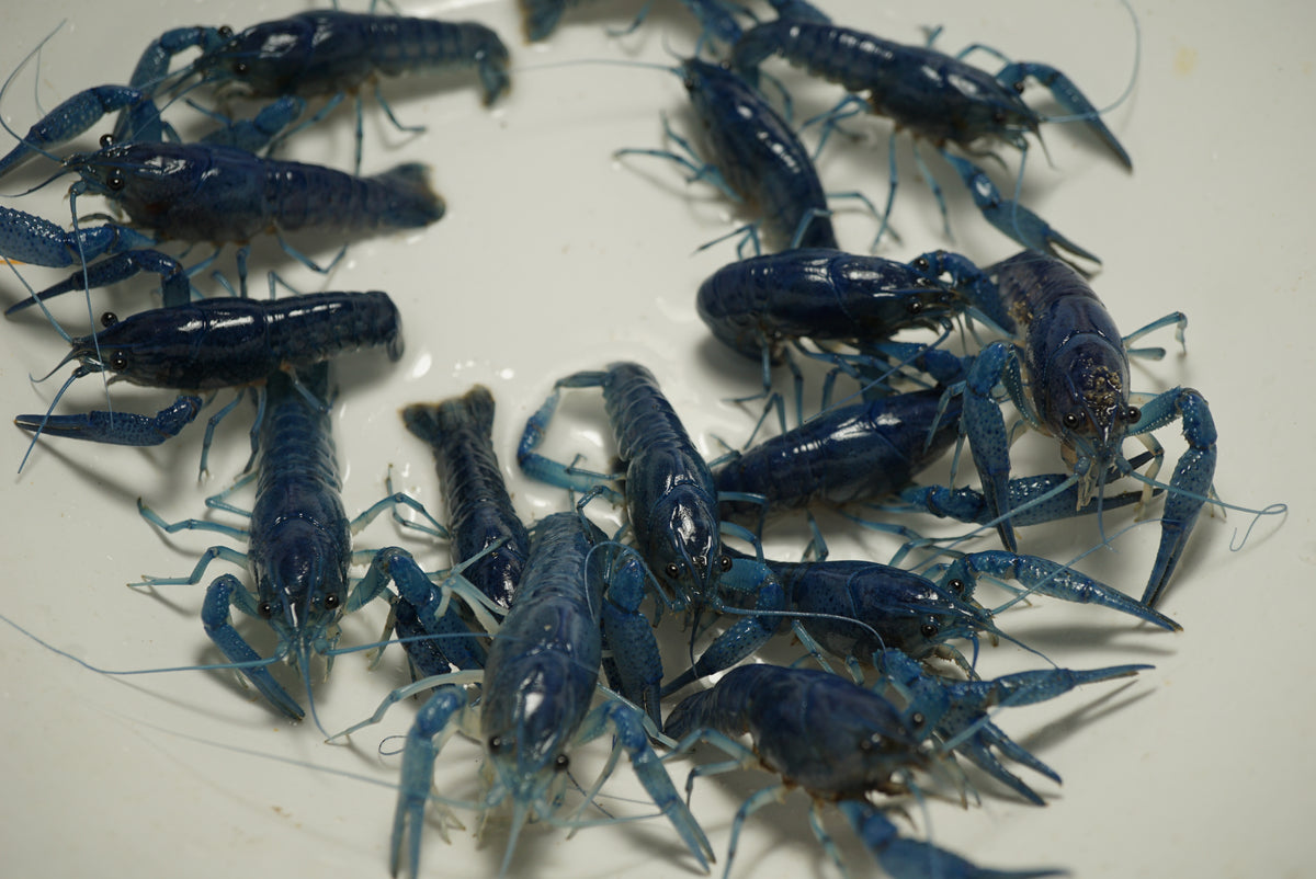 Elecric Blue Crayfish - Tilapia Store