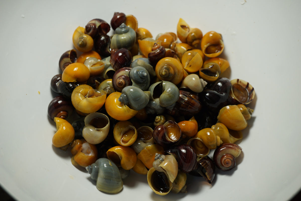 Mystery Snails - Tilapia Store