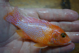 Dragon Blood Peacock Cichlid (Aulonocara sp.) 5 inch