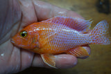 Dragon Blood Peacock Cichlid (Aulonocara sp.) 5 inch