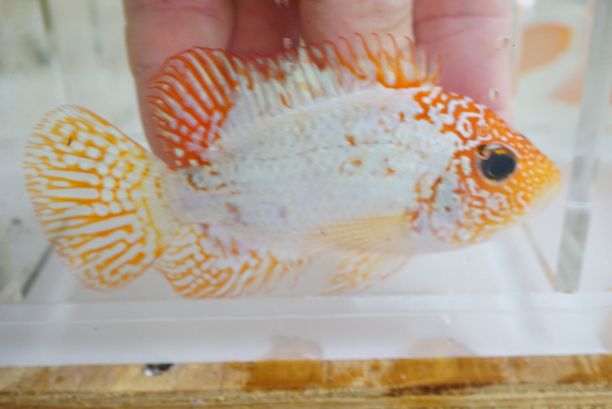 Goldbase Ghost, high pearling