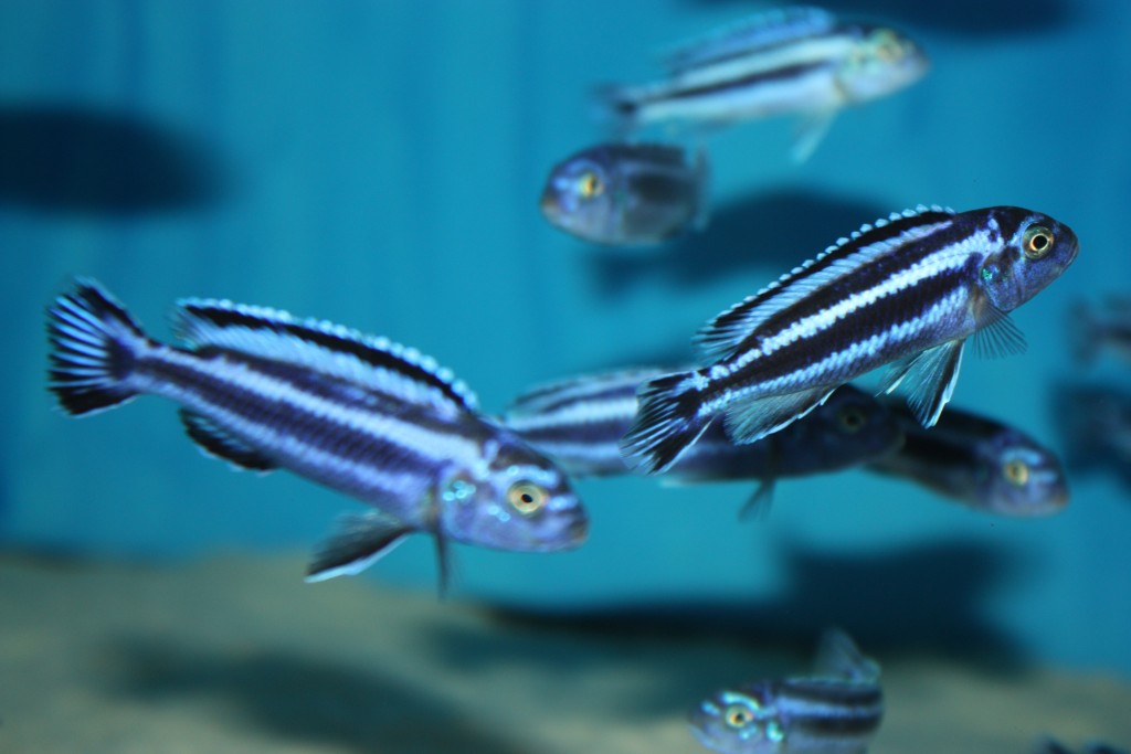 Maingano Cichlid included in the D&G Farms mixed Mbuna 6-pack