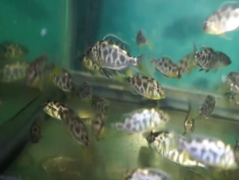 Venustus Giraffe Cichlid 2 to 3 inch Lake Malawi hap