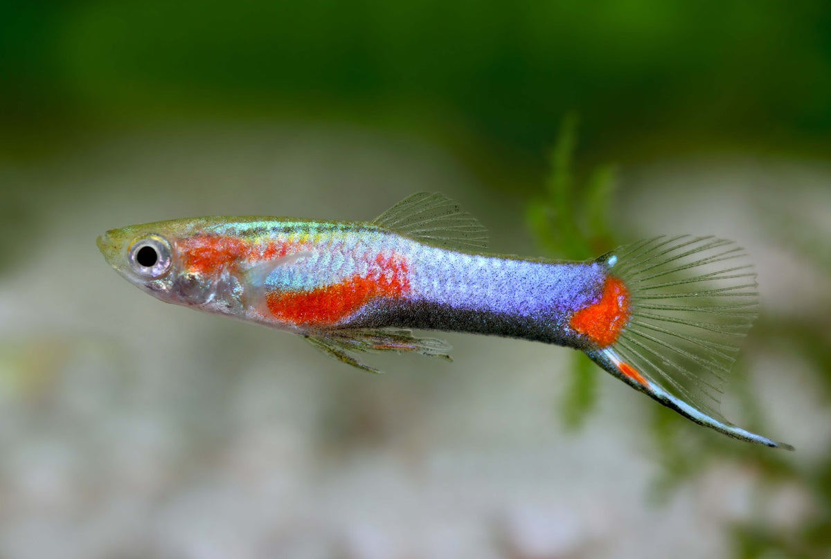 Blue Star Endler male (Poecilia wingei) displaying metallic blue coloration and star-like patterning, farm bred in Florida