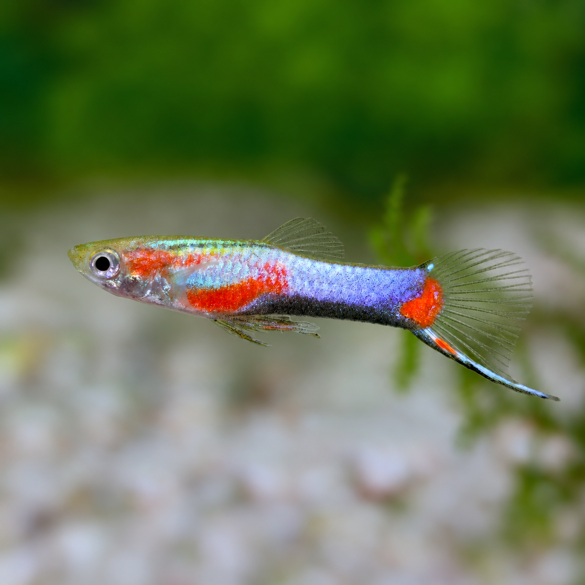 Blue Star Endler male (Poecilia wingei) displaying metallic blue coloration and star-like patterning, farm bred in Florida