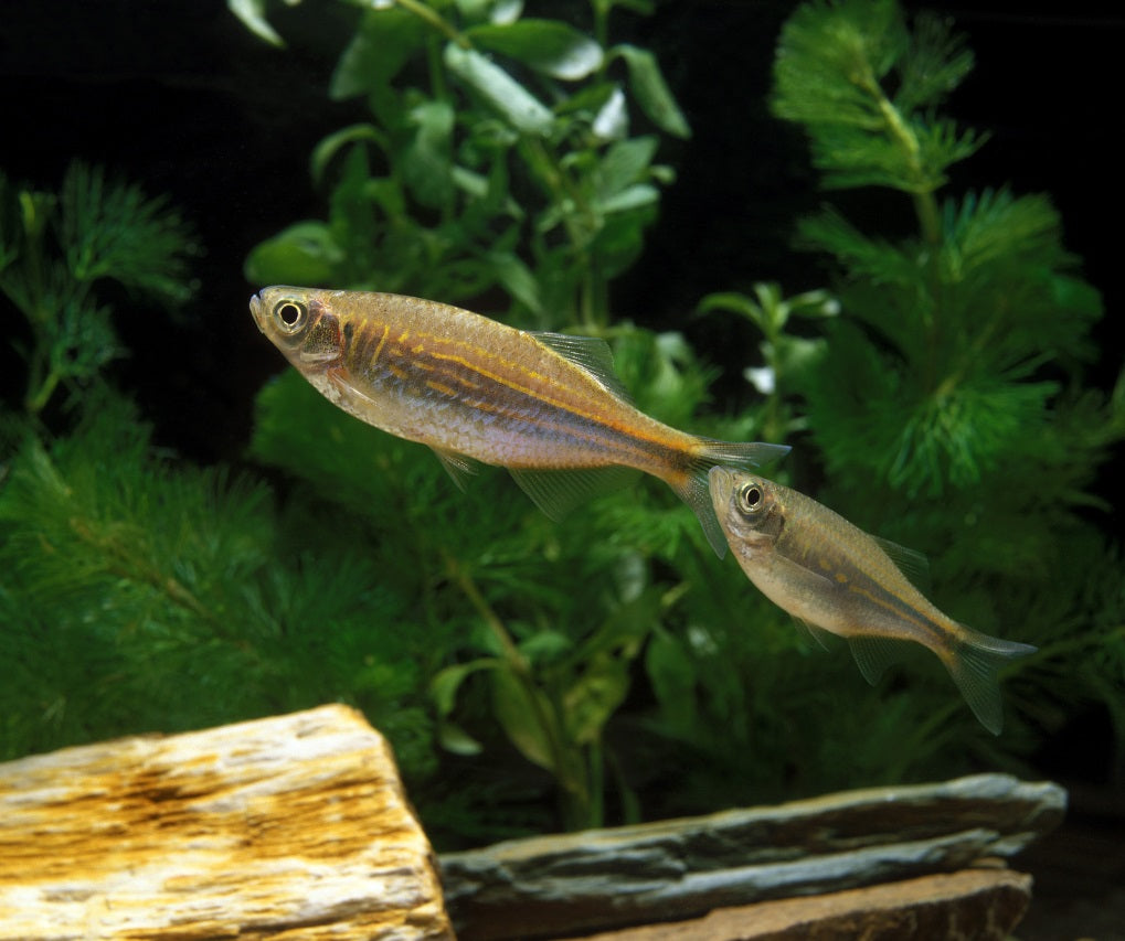 Giant Danio 6 fish! - Tilapia Store