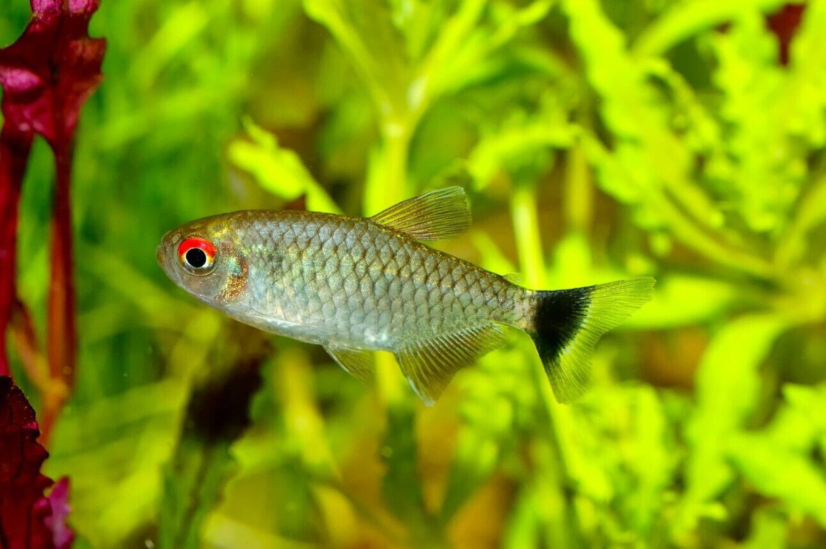 Red Eye Tetra – silver freshwater schooling fish with bright red eyes from Florida fish farm