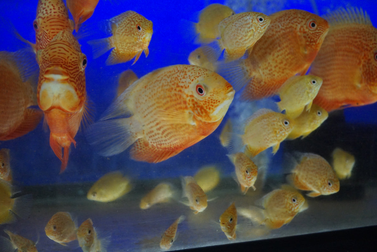 Red Spot Gold Severum (Heros efasciatus) – Peaceful golden freshwater cichlid with red spotting bred in Florida at TilapiaStore