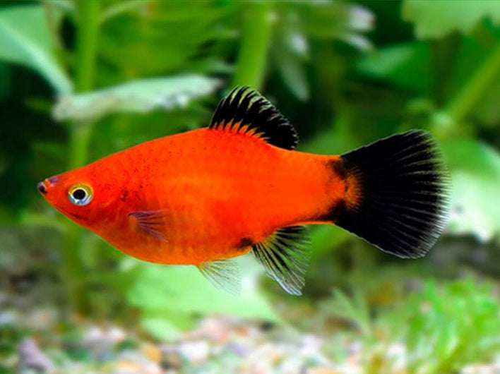Red Wag Platy (Xiphophorus maculatus) – vibrant live freshwater fish bred in Florida at TilapiaStore