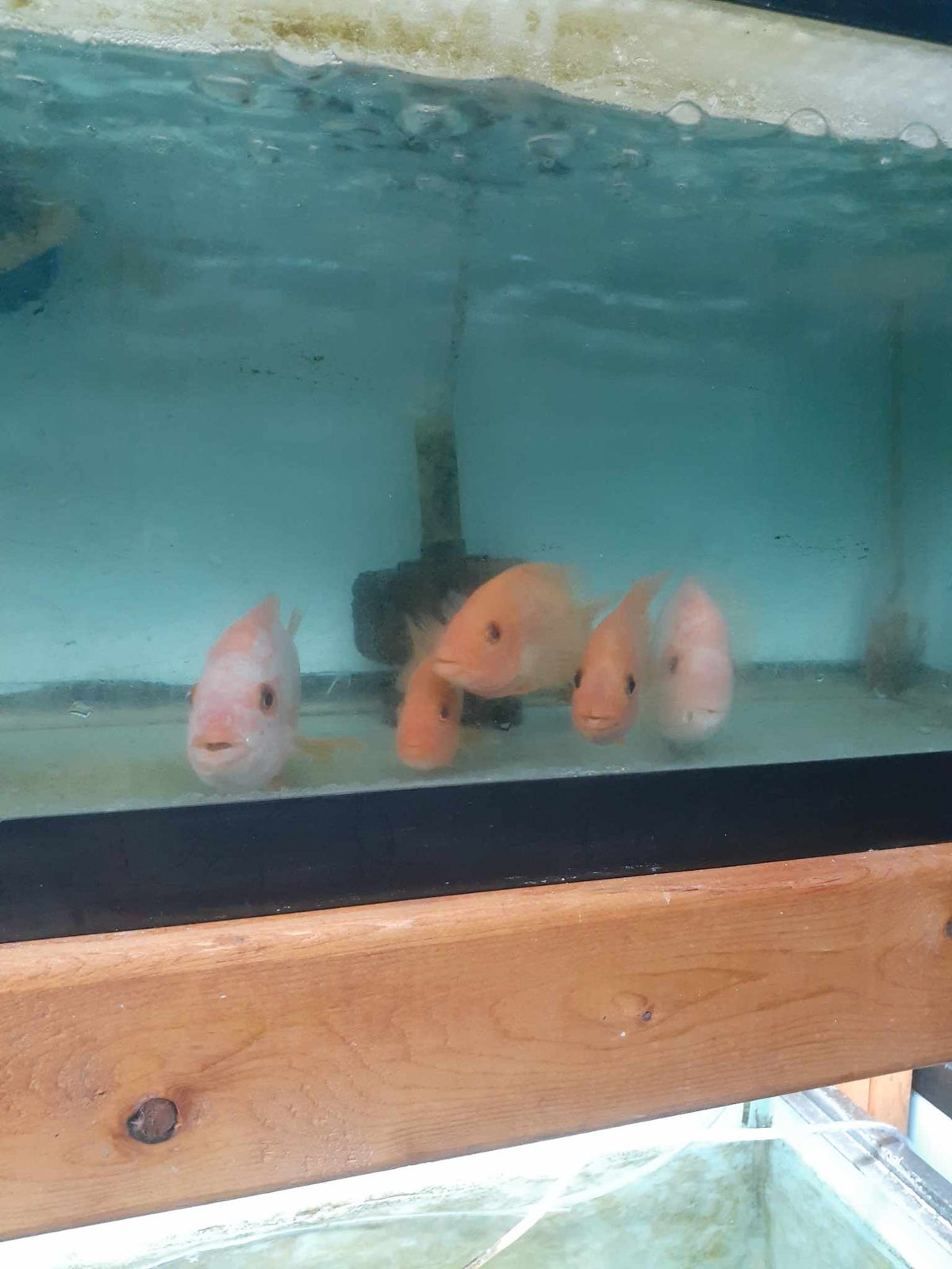 Red Devil & Midas cross - Tilapia Store