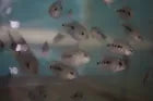 Super Red Texas - Tilapia Store