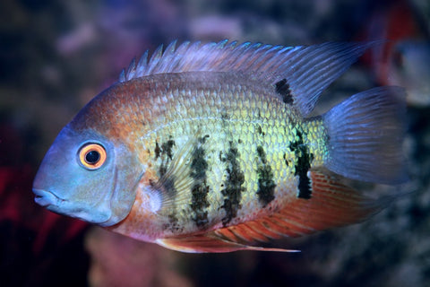 Green Severum