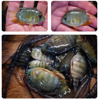 Red Spot Rainbow Severum - Tilapia Store