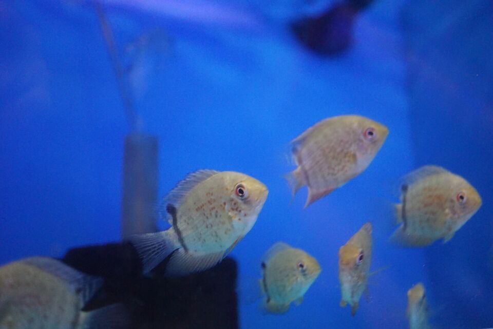 RED SPOTTED TURQUOISE SEVERUMS - Tilapia Store