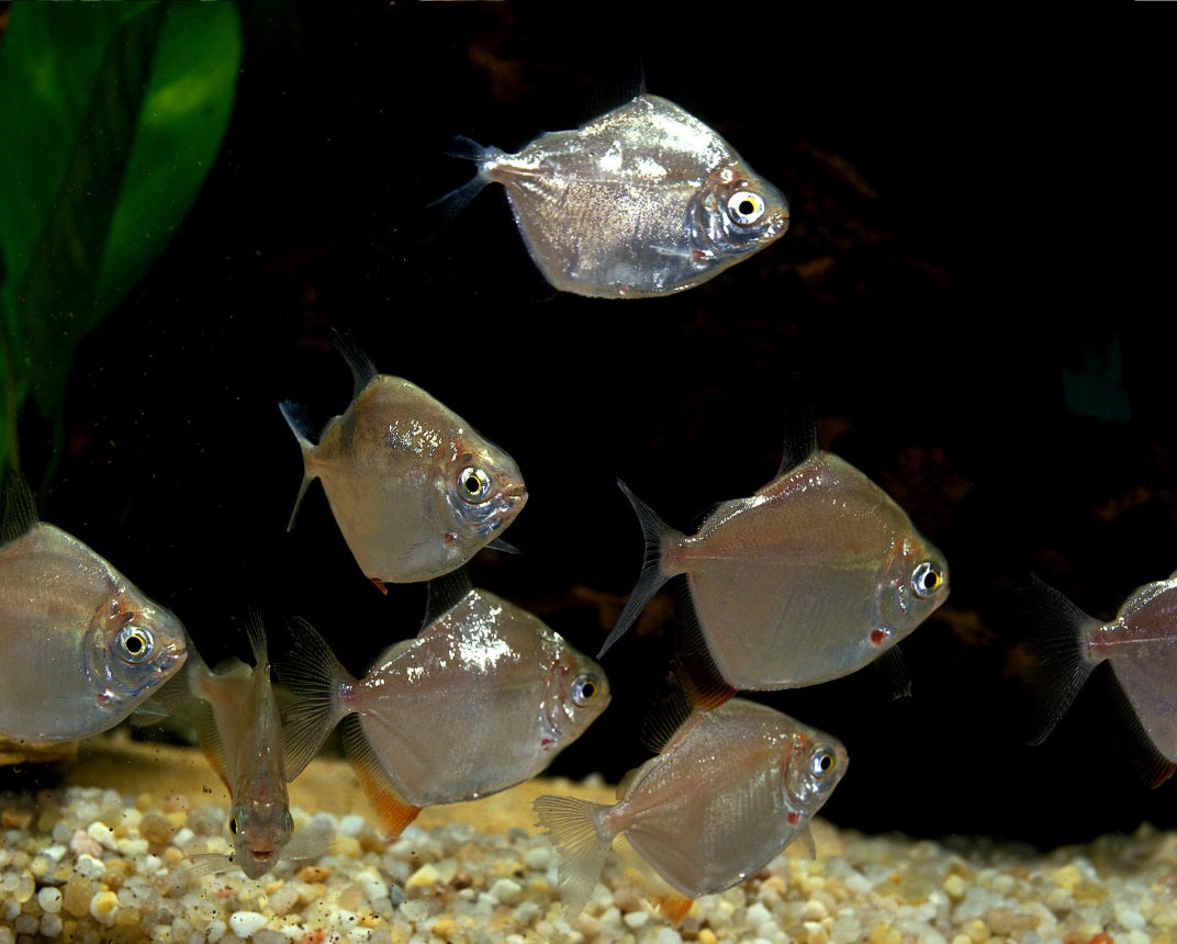 Silver Dollar - Tilapia Store