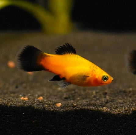 Sunset Wag Platy (Xiphophorus maculatus) – vibrant orange livebearer bred in Florida at TilapiaStore