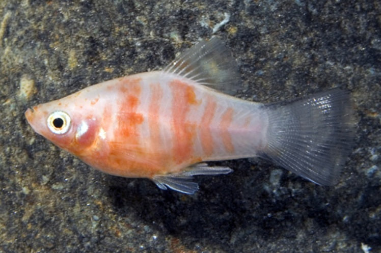 Tiger Platy - Tilapia Store