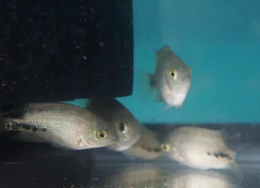 Vieja Bifasciata - Tilapia Store