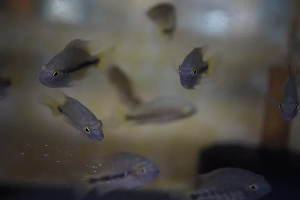 Close-up of Vieja bifasciata cichlid in freshwater tank