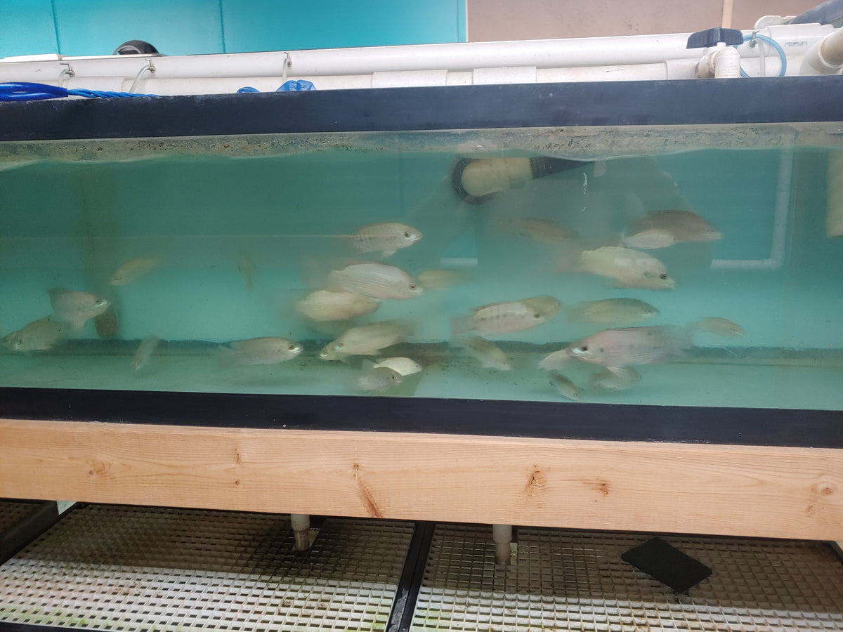 Blue Tilapia Breeder Colony - Tilapia Store