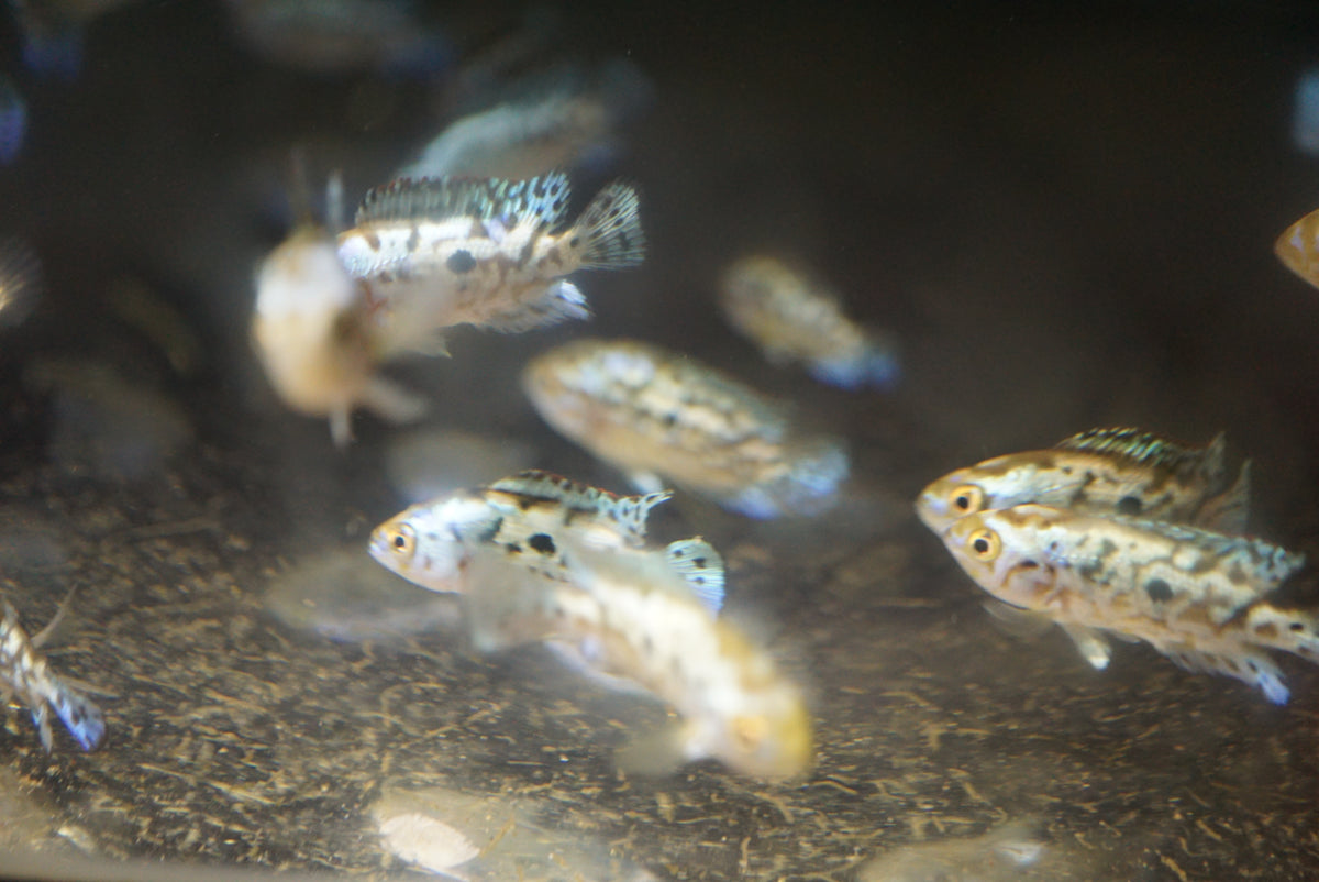 Electric Blue Jack Dempsey - Tilapia Store