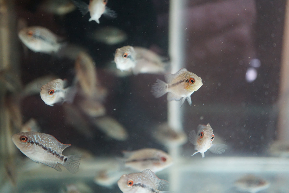 SRD Flowerhorn Fry - Tilapia Store