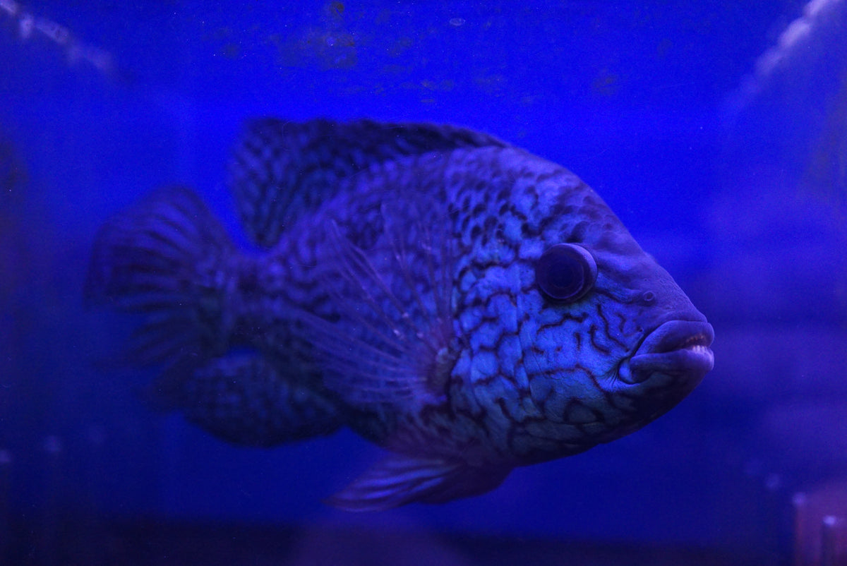 Blue Carpintis - Tilapia Store