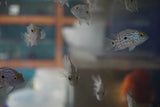 Blue Carpintis