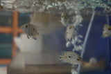 Blue Carpintis