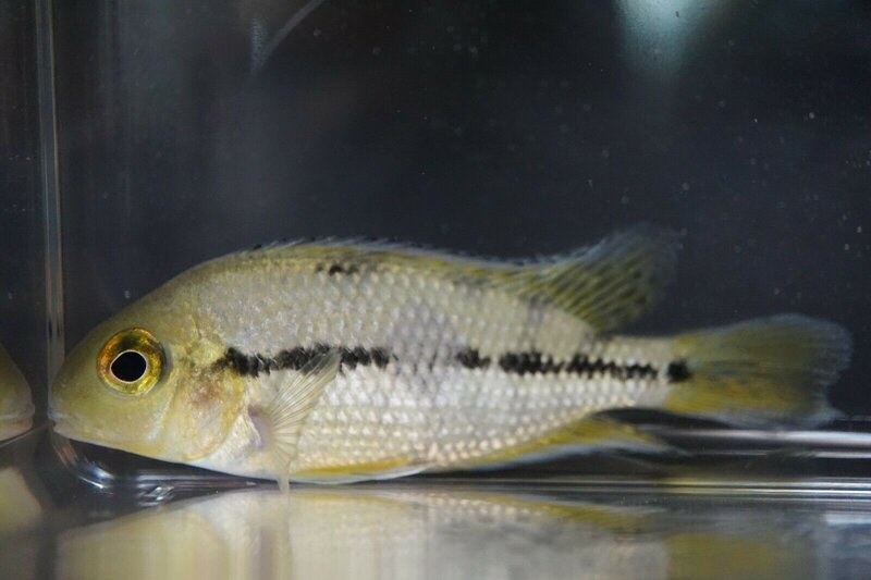 Juvenile Nicaraguense Cichlid (Hypsophrys nicaraguensis) – live aquarium fish tank-raised in Florida by Tilapia Store