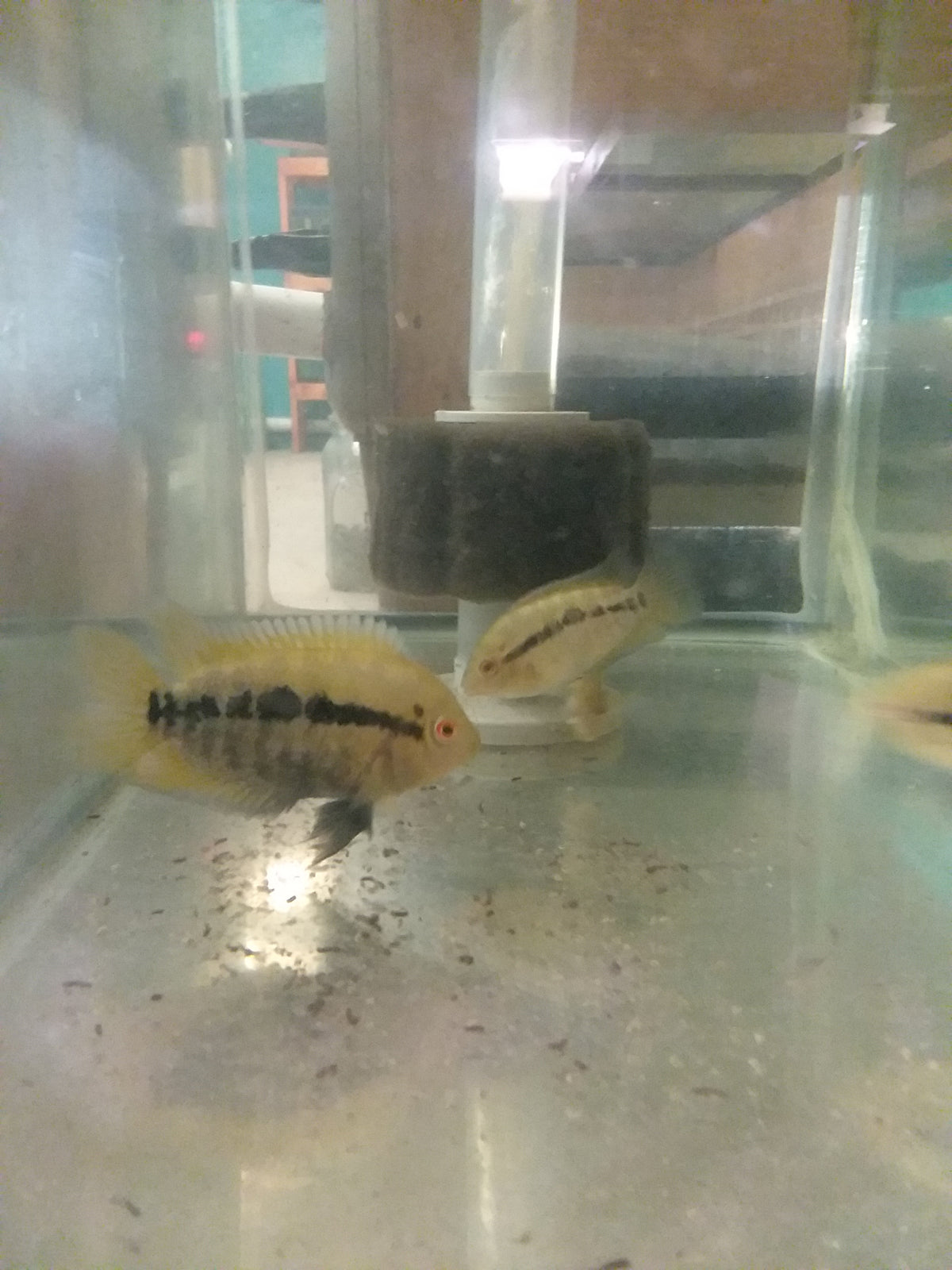 Rainbow Cichlid - Tilapia Store