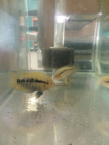 Rainbow Cichlid