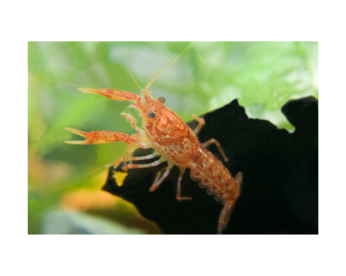 Mexican Dwarf Crayfish 2 Breeding Pairs. - Tilapia Store