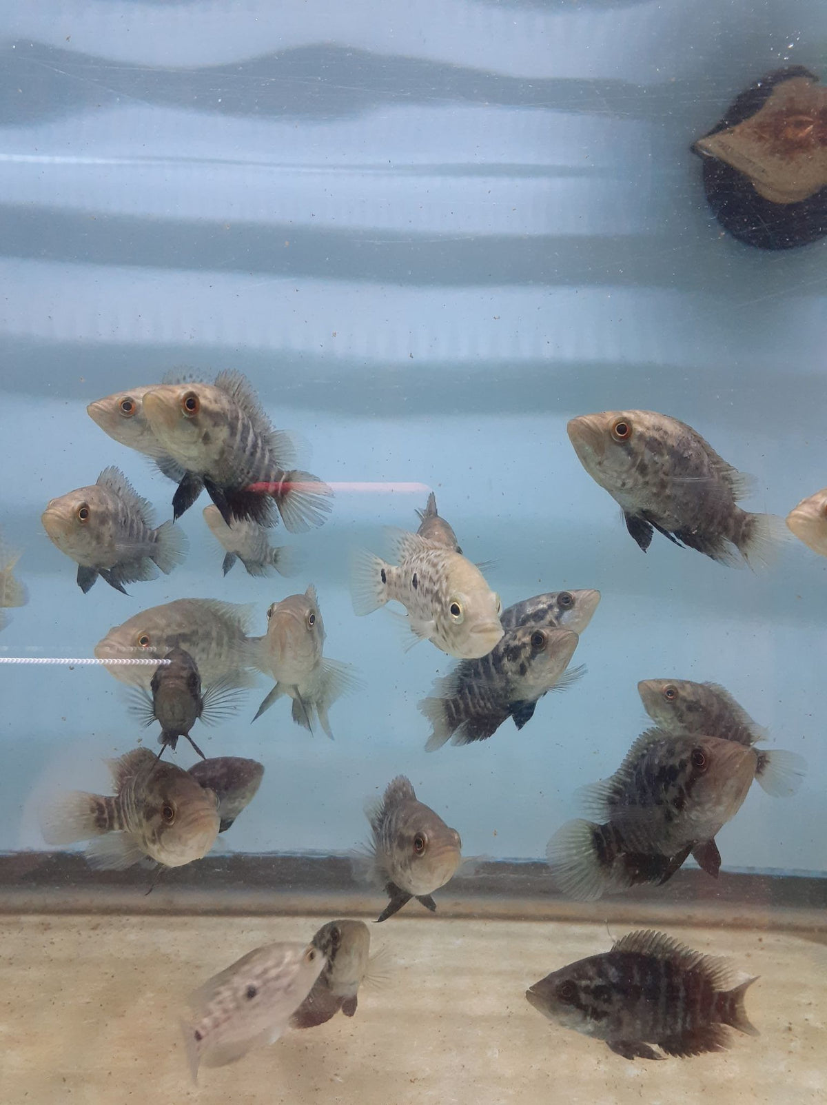 Cuban Cichlid - Tilapia Store