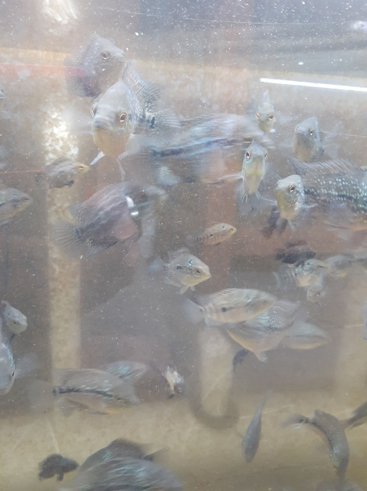 Goldbase Flowerhorn Fry 1 to 1.5 inch - Tilapia Store