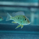 Geophagus Tapajos (Red Head)