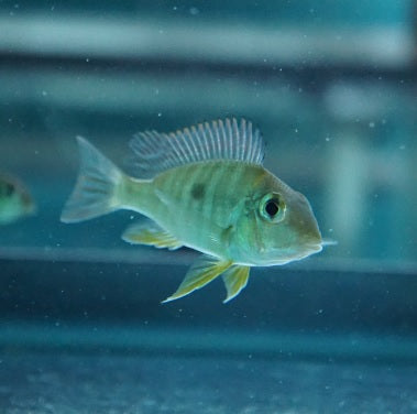 Geophagus Tapajos (Red Head)