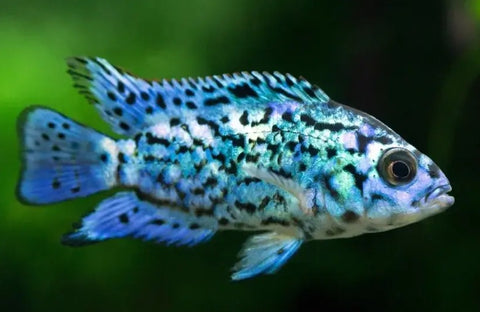 Electric Blue Jack Dempsey