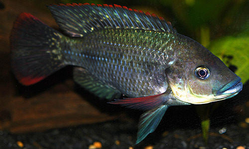 Mozambique Breeder Colony - Tilapia Store