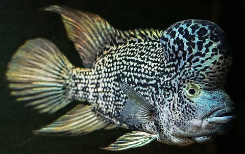 Haitian Cichlid (Black Nasty)