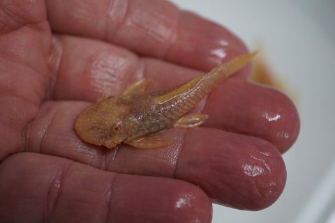 Albino Bristlenose Pleco Plecostomus