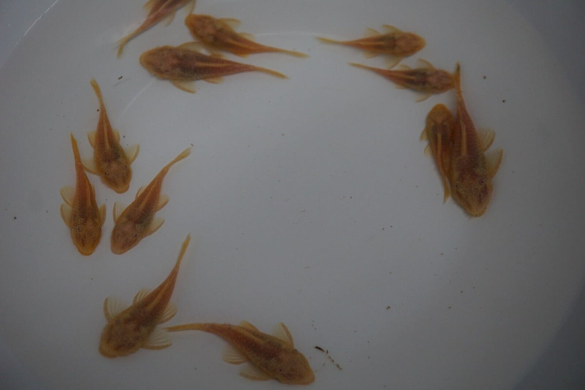 Albino Bristlenose Pleco Plecostomus - Tilapia Store