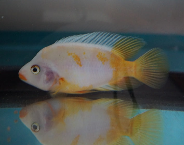 Red Devil - Tilapia Store